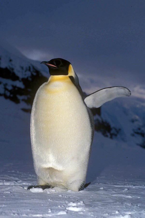 Day you know? Today is Me day. You must give me lots of fishy and hugs all day. #WORLDPENGUINDAY