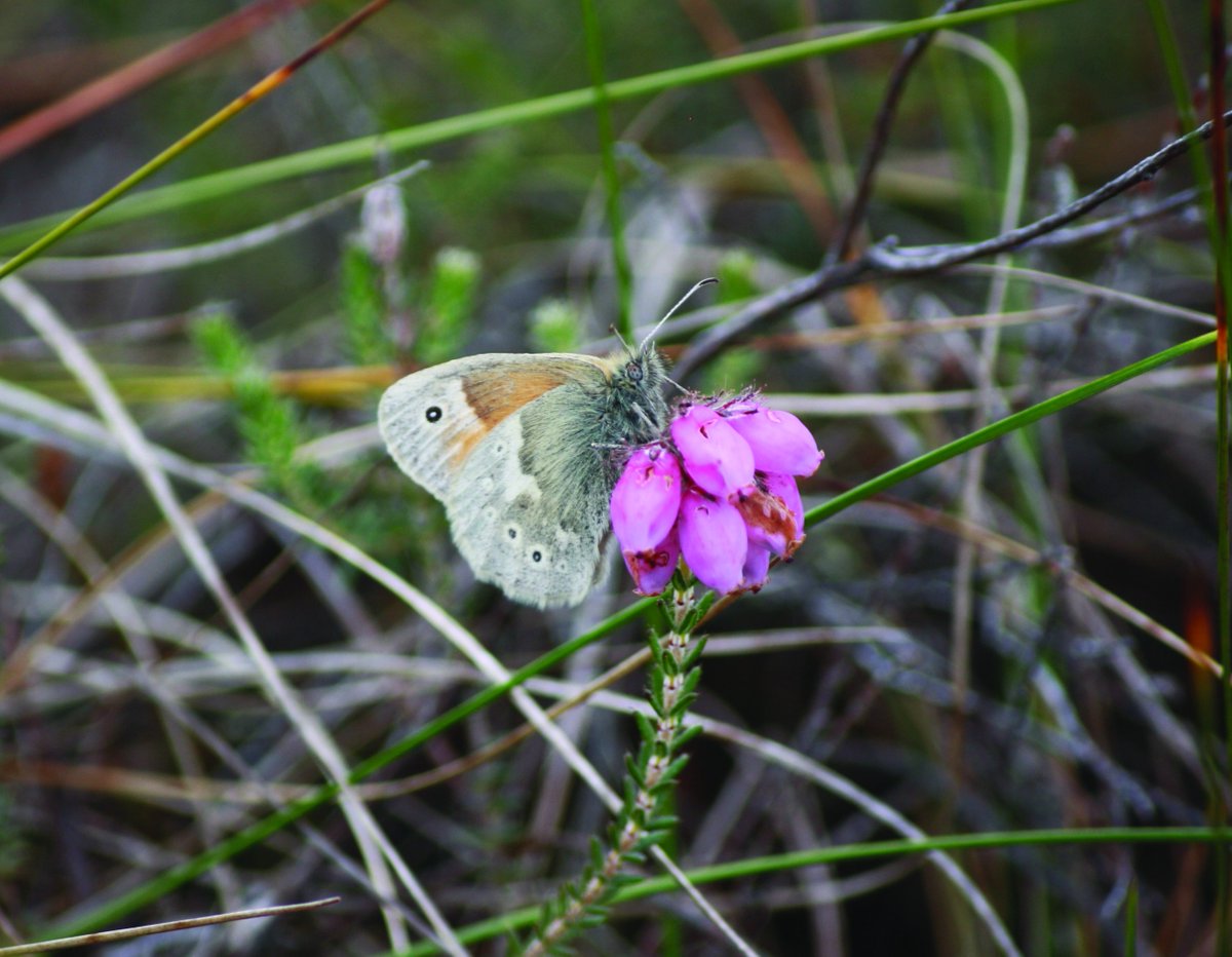 PeatlandConserv's tweet photo. The Large Heath, endangered in Ireland has lost most of its bog habitat due to drainage, afforestation, peat extraction and turf cutting. The presence of this species is an indicator of good wet bogland habitat. See more at https://t.co/NiqVpMrYsK
#LodgeBog #LargeHeath https://t.co/w0kSmVv4i2