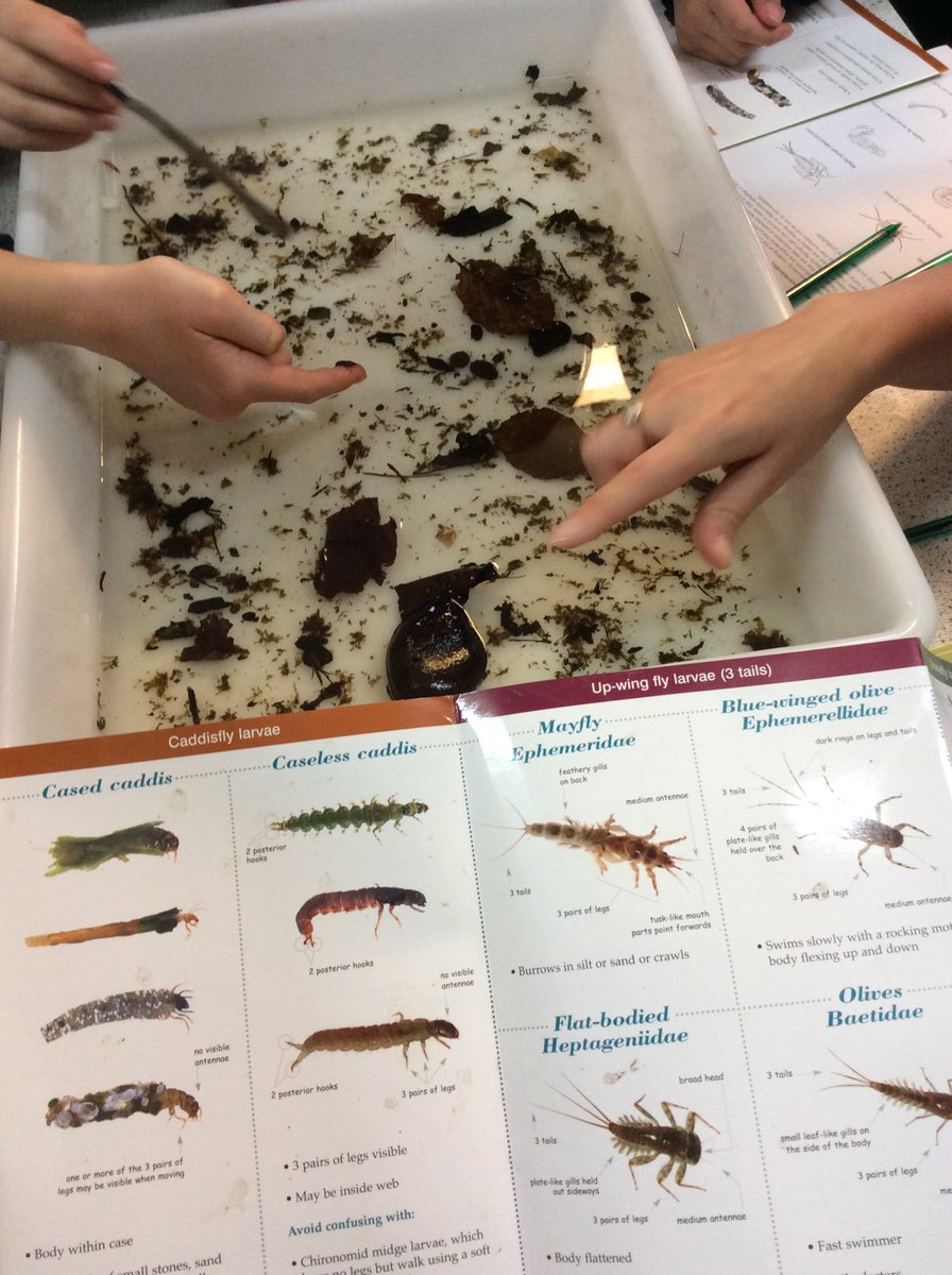 GSHS_STEM's tweet image. Analysing local river water with Tyne Rivers Trust to determine pollution levels....don’t worry we found lots of Stonefly and Mayfly Nymphs so it’s very healthy! #STEM @GSHS_School @GSHS_School @TyneRiversTrust