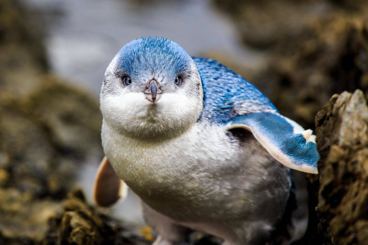evil little blue penguin of doom
