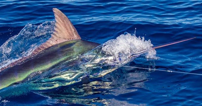 Billfish Report tweet media