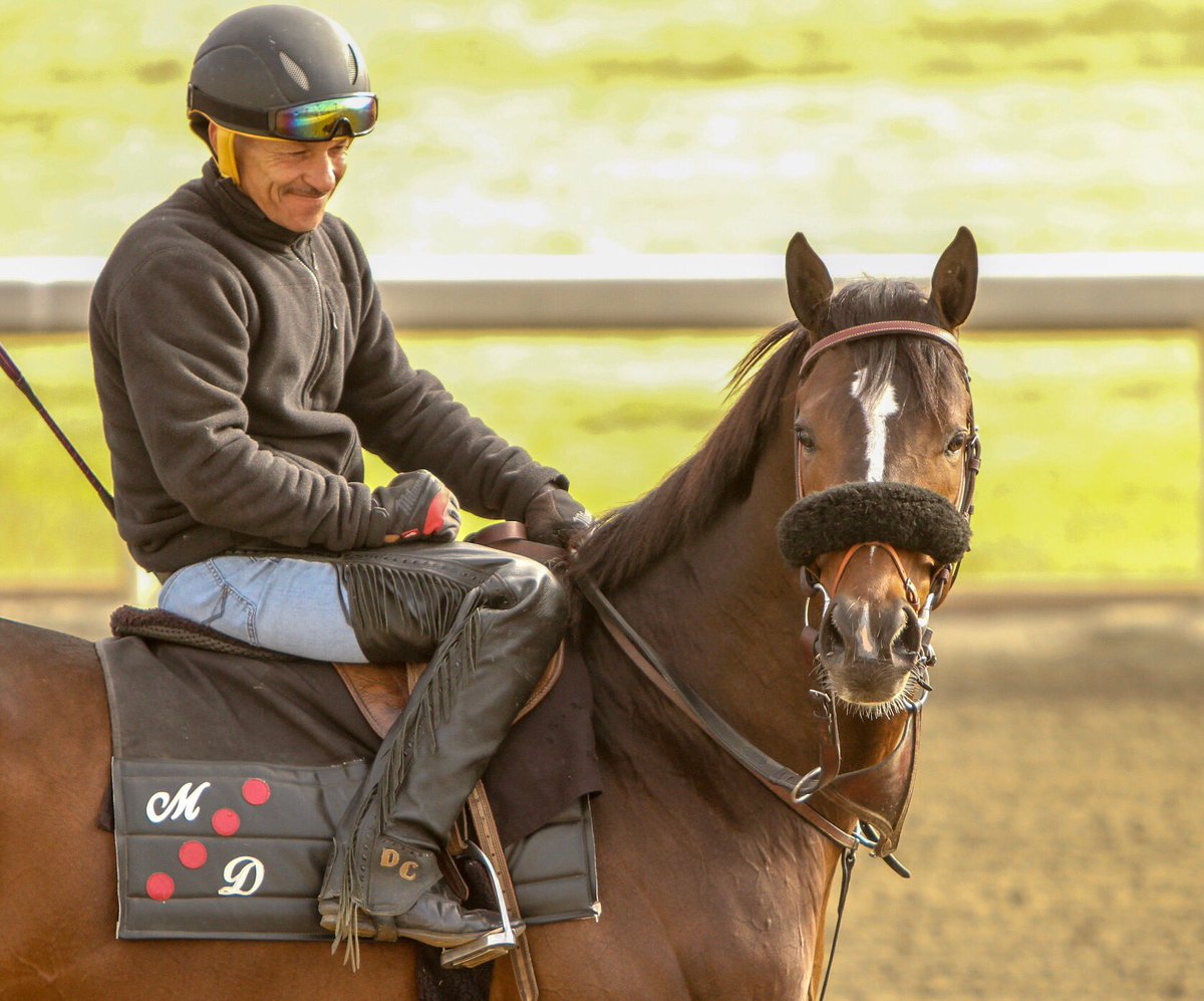 michdollracing's tweet photo. This handsome guy is running this weekend! Excited to get him back to the races! #micheledollaseracing #hardboot #sanluisrey #horsesofinstagram #stakesrace https://t.co/aHwEd8Yeom
