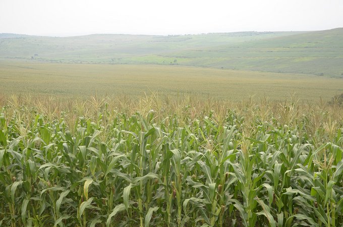 RwandaGov's tweet photo. Rwanda has launched the National Agriculture Insurance Scheme that will mitigate risks&amp; losses incurred by farmers due to natural disasters, pests&amp; diseases. With a 40% government subsidy, the scheme will increase the farmers' access to financial services. https://t.co/FYJSC4IYC5 https://t.co/LHTis3gf5Q