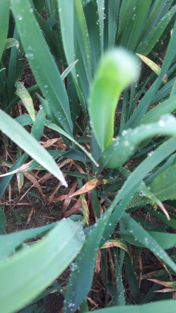 agrosolutions's tweet image. Par ces temps de sécheresse, les équipes @agrosolutions profitent de la pluie... Et la septoriose aussi ! Merci à @Terrasolis_ pour la visite☂️💦🚜 #Terralab @val_epi @ServtecPvNORIA @ValdeGascogne @DijonCereales