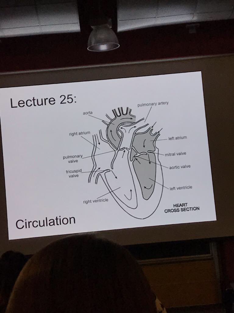 LearnrollCenter's tweet photo. Sharing a personal story - from Learnroll founder Sushmita .”My daughter is studying biology at college . She says she is studying about the human heart now. She sends me a image of what she is studying and wish she was doing it in VR !” #ourstory #classimmerse #inspiration https://t.co/lnvZH89efD