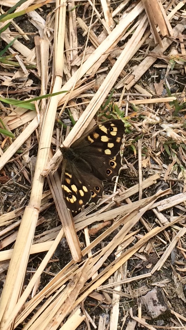 jerseyrd71's tweet photo. Speckled wood butterfly today at ⁦@RSPBRyeMeads⁩ 🦋 https://t.co/JRvJ3dLXat