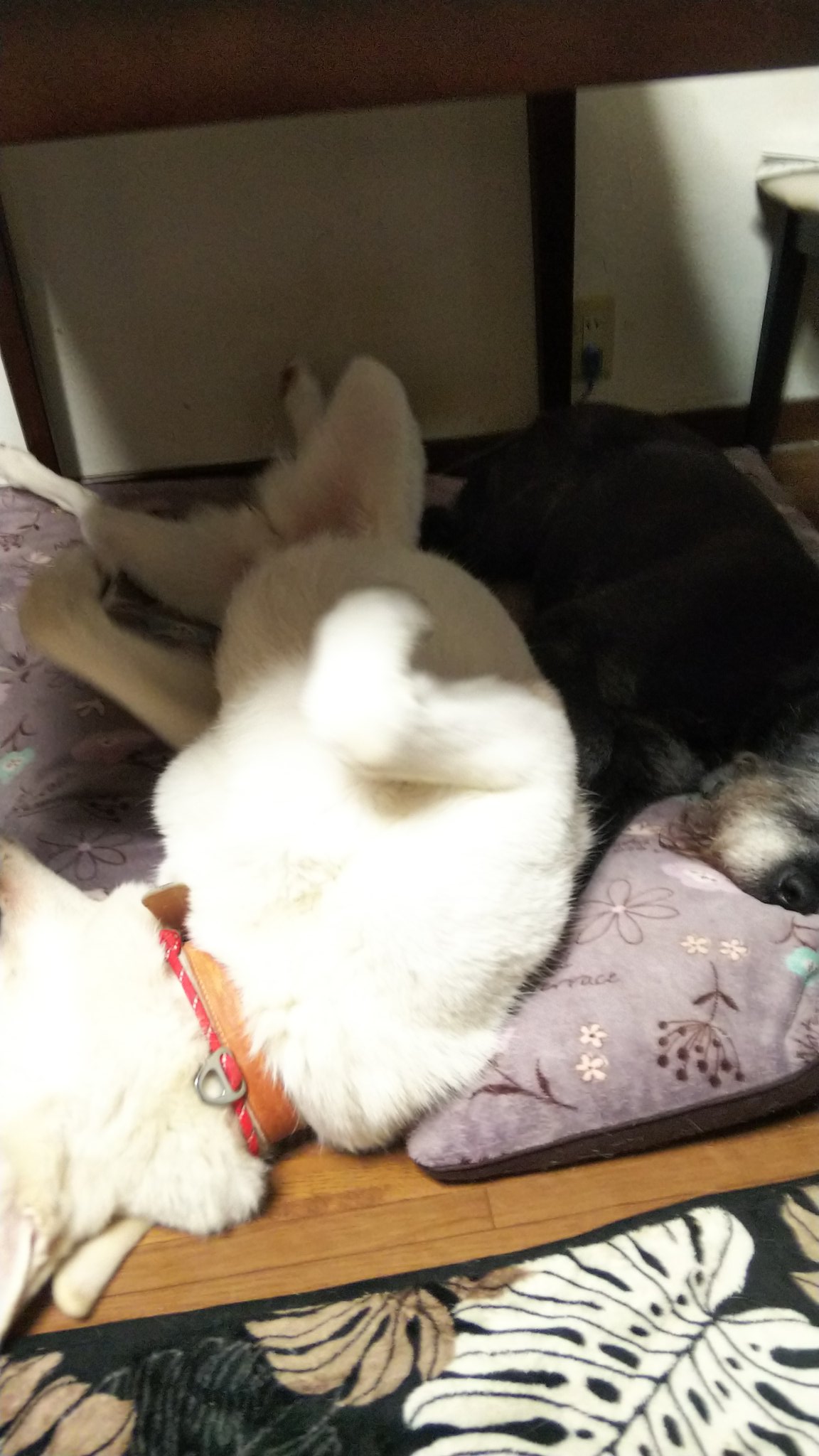 تويتر たすかふぇ ゆたか動物病院 على تويتر へそ天 あまりにも酷いので 珀やんを起こしたけど お犬は気にしてなさそう まっしろ珀と黒いお犬 T Co Axymxidrn7