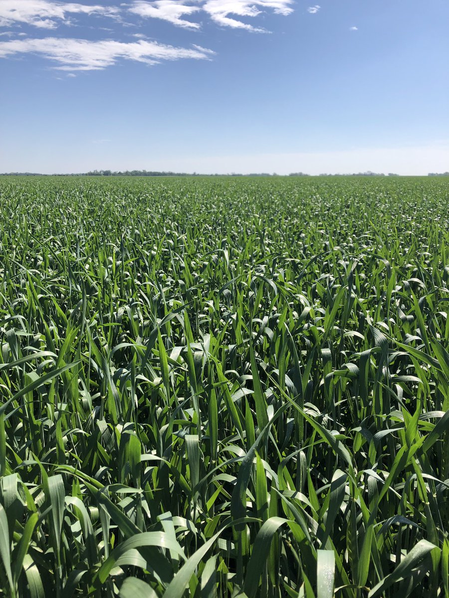 deereconrady's tweet image. very nice field of LCS Fusion in Northern OK