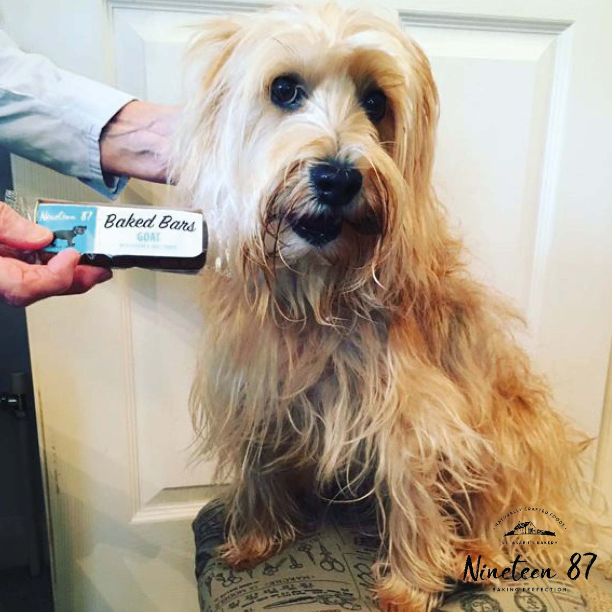 nineteen87pets's tweet photo. WIN! Our delicious chewy Goat Bars with banana and sweet potato are baked to provide your dog with a highly nutritious source of protein and flavour. For your chance to win a taster pack RETWEET this post! π #goatbars #tasty #treats #nineteen87 https://t.co/8vOQO2uVF4