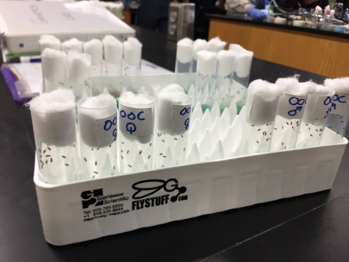 RobertoCH1974's tweet photo. That #biology life. ๐ฆ๐งซ #ScienceIsRad #biologicalscience #biologist #lab #drosophila #lifescience #biochemistry #dna #genetics https://t.co/dZsFJNwrMY