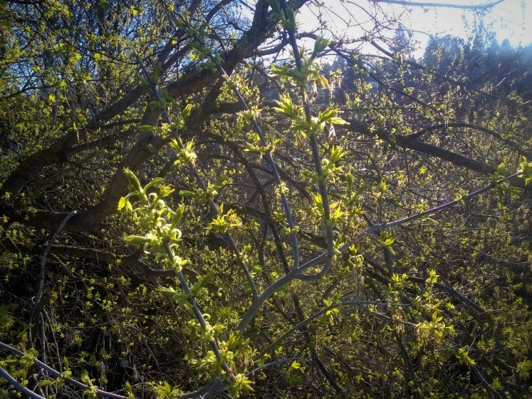 City_of_Pullman's tweet image. It's beginning to look a lot like spring! Help us celebrate the beauty of the changing seasons by retweeting w/ your own spring photos from in &amp;amp; around Pullman! (Bonus points for giving us permission to share or use your pictures!)
#PullmanProud #SpringHasSprung #SharingIsCaring