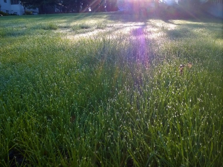 City_of_Pullman's tweet image. It's beginning to look a lot like spring! Help us celebrate the beauty of the changing seasons by retweeting w/ your own spring photos from in &amp;amp; around Pullman! (Bonus points for giving us permission to share or use your pictures!)
#PullmanProud #SpringHasSprung #SharingIsCaring