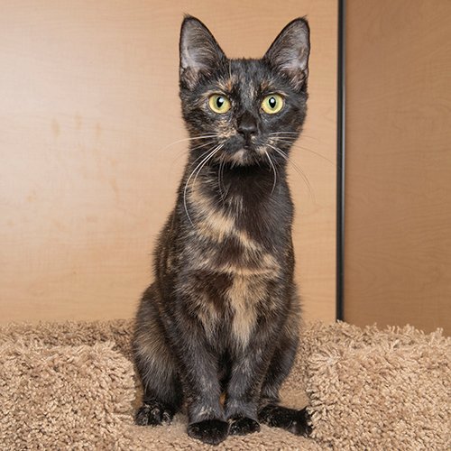 Mustard: If you want a cat who gives plenty of attention, I am the cat for you! I am at the Hermitage PetSmart, but I don't think I will be here for long. If you hurry, you can adopt me and take me home with you. #cats #kittens #AdoptDontShop