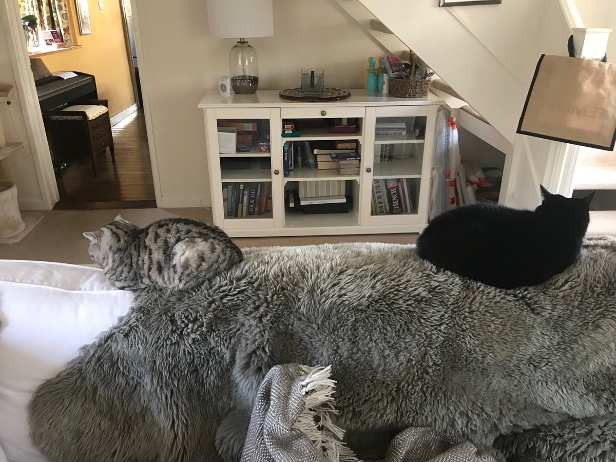 lilahdooks's tweet photo. Nothing weird about this. Nothing. #wierd #wehateeachother #catsoftwitter #housemates #bookends https://t.co/mtsLpM6MB5