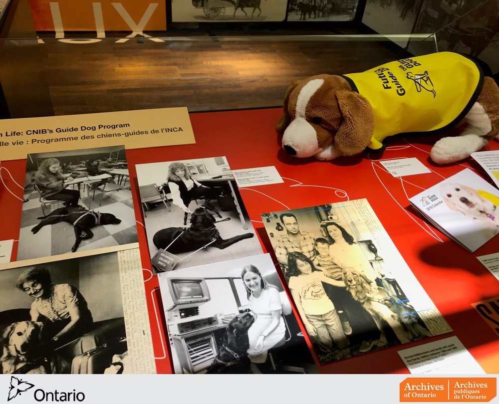 ArchivesOntario's tweet image. It's International #GuideDogDay! Our free #ArchivesANIMALIA onsite exhibit features @globeandmail photos of guide dogs with their owners and documents about @CNIB_Ontario's Guide Dog Program. ow.ly/fT7u30oekgG
