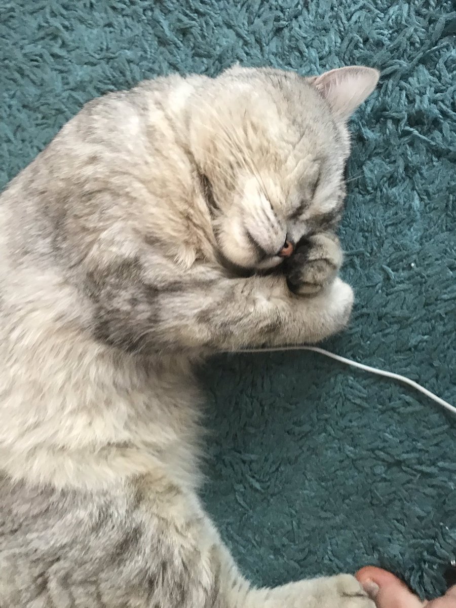 lunasskin's tweet photo. If u see my cat on ur tl it means that u r allowed to eat everything u fucking want bc u deserve it https://t.co/1yWxNymmnf