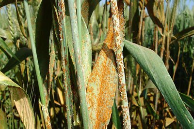 MagdalenLindebe's tweet image. April 25 is Robigalia, Feast Day of Robigus, Roman God of rust diseases. Here's to all those at #CornellCALS #CornellSIPS working on new sources of resistance!
en.wikipedia.org/wiki/Robigalia