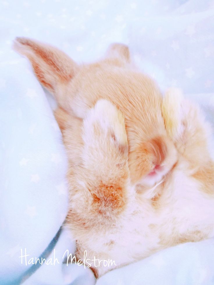 JimJim_cheeks's tweet photo. Мой телефон умер окончательно...
// и через компьютер так не привычно сидеть (*-*) https://t.co/fTxLqwoMix