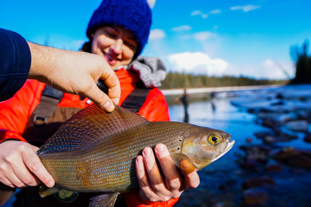 takingthetime2C's tweet photo. Arctic Grayling on the fly and springtime sunshine #flyfishing #grayling #fishing #canadianfishing #spring #fishcanada #SpectacularNWT #northof60 #outdoorliving #ExploreCanada #ImagesofCanada #natgeotravel #TravelStoke #lonelyplanet #outdoors360 #rapsnap #outdoors https://t.co/WwUUv0iW01