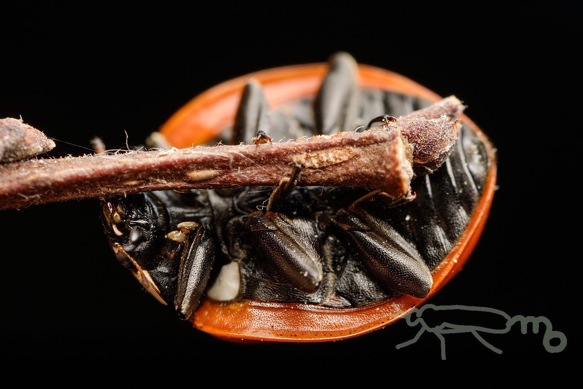 Mouuuusa Auf Twitter てんとう虫の裏側