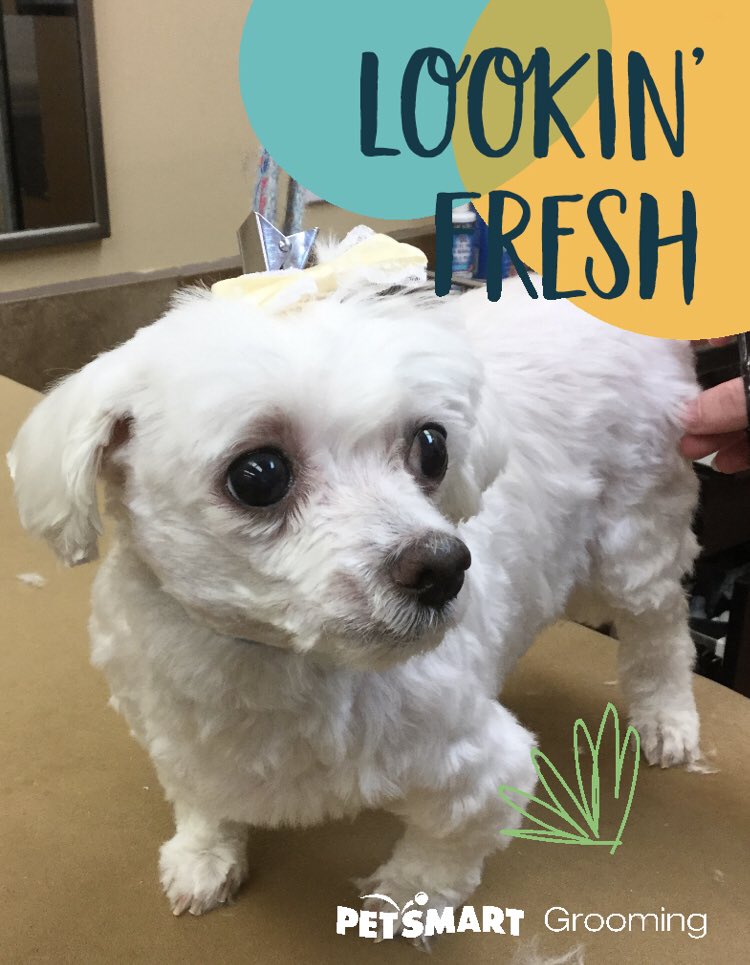 Molly and Gina #lookingfresh #petsmartgrooming #petpics