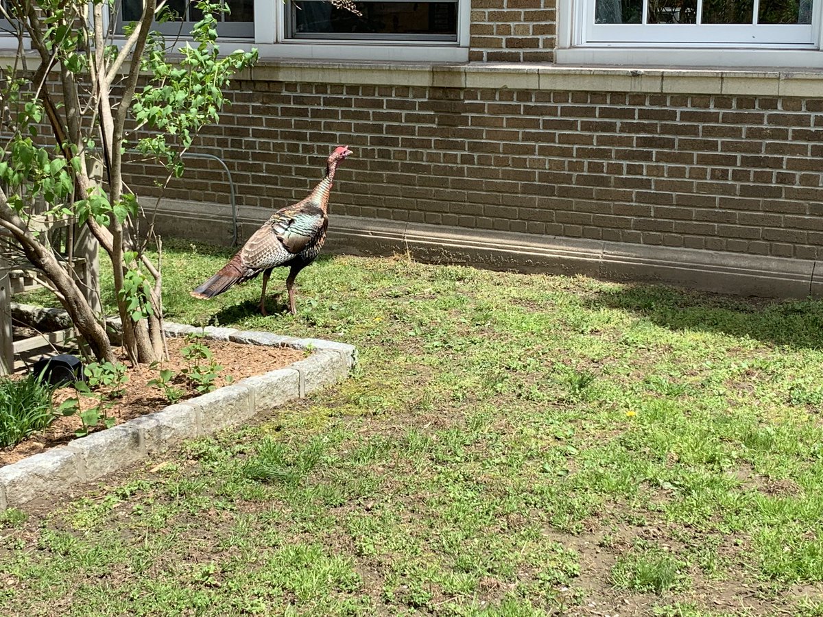 MAS_PTA's tweet photo. We had a very special visitor today at @MAS_WP! We think she wants to be a #WPtiger!  #MASnation #wildturkeys #WPproud @wplainsschools @DrJosephRicca https://t.co/MjxeIgBDPe