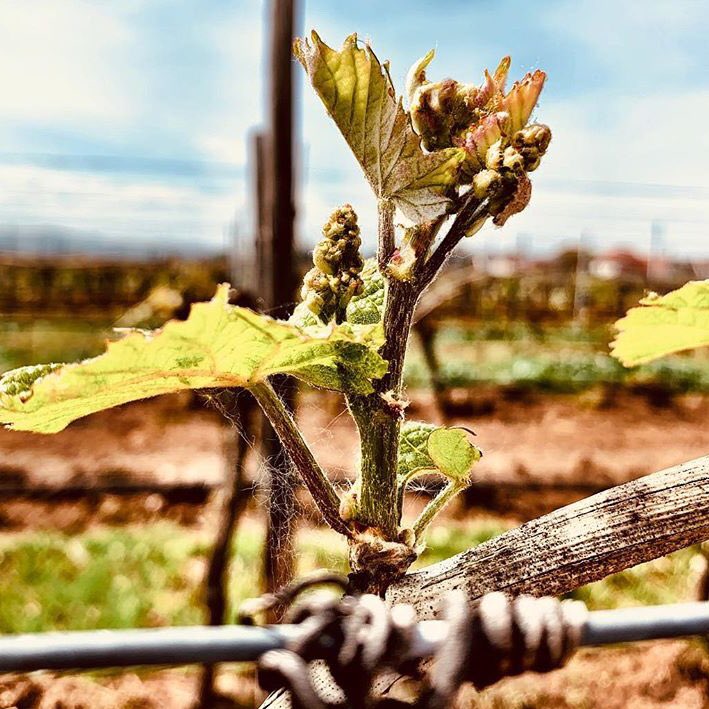 ValckenbergI's tweet photo. Weingut Markus Schneider Vintwge 2019  welcome spring https://t.co/rj9SHmm1wE
