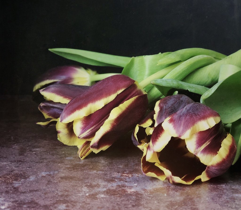 JuNorth's tweet photo. Still enjoying tulip season! https://t.co/AwFQNwBmup