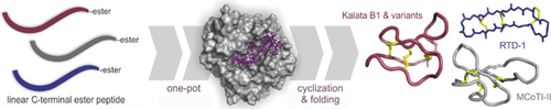 ChemBioChem's tweet photo. Efficient #chemoenzymatic #cyclization of #disulfide-rich peptides with #ligases (Nuijens at EnzyPep) https://t.co/WPWEr9jqM1 https://t.co/mes8NlrHJx