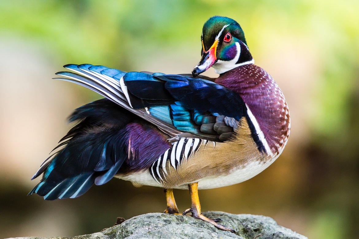 Wildlife_Pic's tweet image. "Colorful Male Wood Duck" by Faysal Chebbi
bit.ly/2VomHTs
#photooftheday #ducks #woodduck #canada
