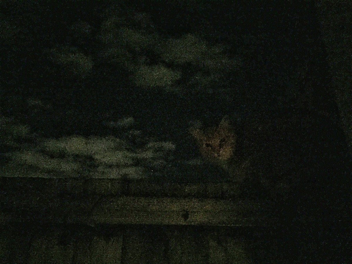 LynneWinThomas's tweet photo. When you take a photo of the clouds in the pitch black back garden, pop it into editing, adjust the light and find a Kevin! Jebus Kev! You sneaky ginger ninja! #catsofsplott https://t.co/iMvaeLU7vH