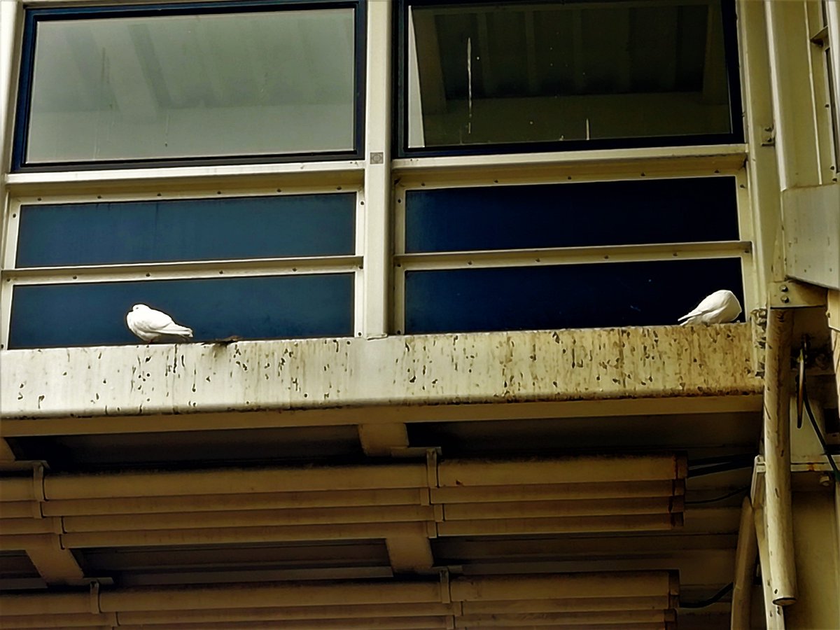 RochelleK1994's tweet photo. First photo of the day was in Ipswich where I spotted 2 white doves sitting on a footbridge. (25/04/2019)
#photography #photographer #suffolkphotographer #britishphotographer #photographyislife #photographyisart #doves #birds #footbridge #ipswich #ipotw #suffolk #eastanglia https://t.co/EP3PKgCU6a