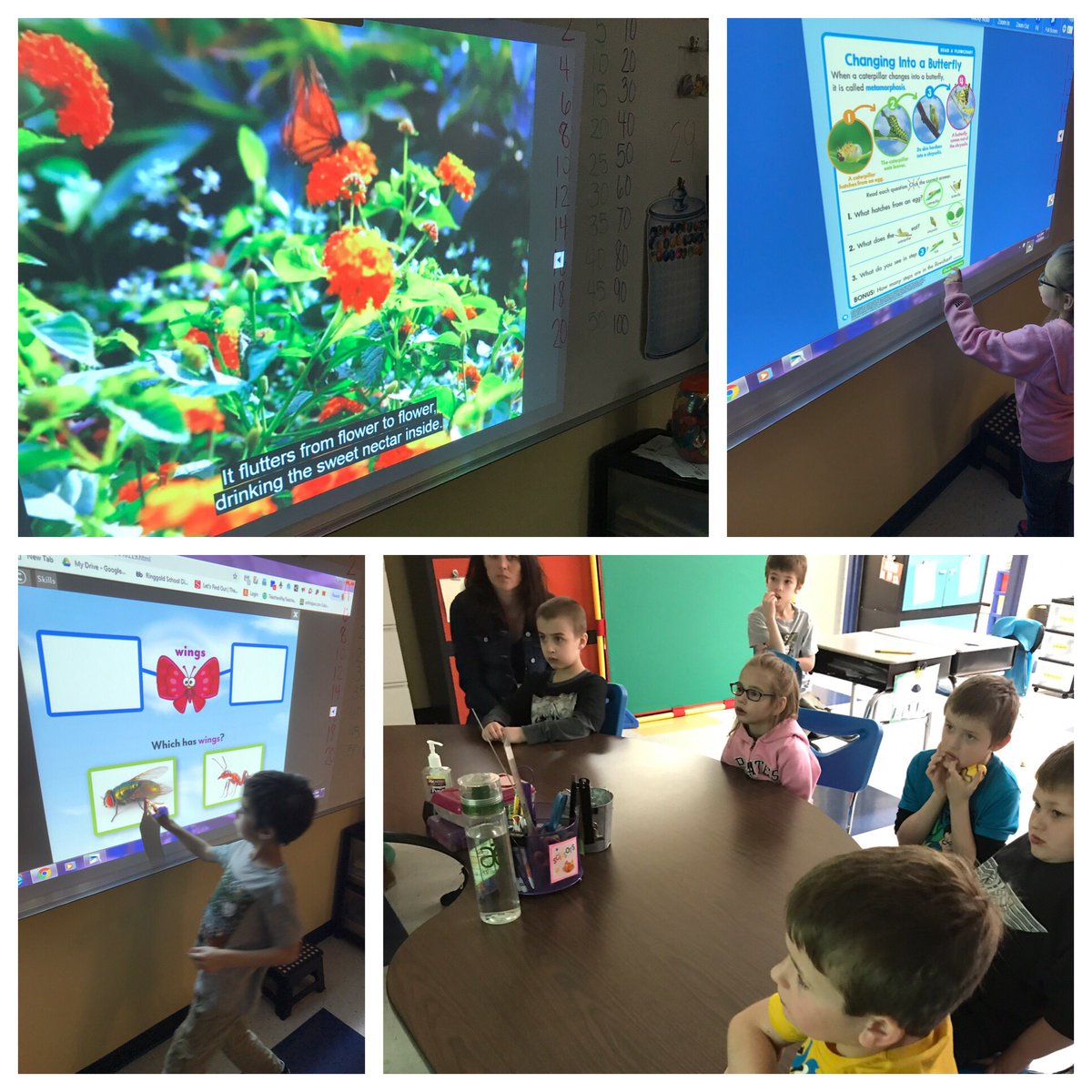 megant830's tweet photo. We love our #ScholasticNews days! Today we learned everything about butterflies! π¦ #handsonlearning #smartboardactivities @RinggoldNorth https://t.co/FuBedn59lZ