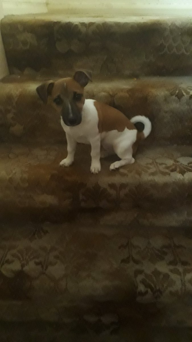 RebeccaHoatson's tweet photo. Our Roxy https://t.co/R6sxyAS4Y1