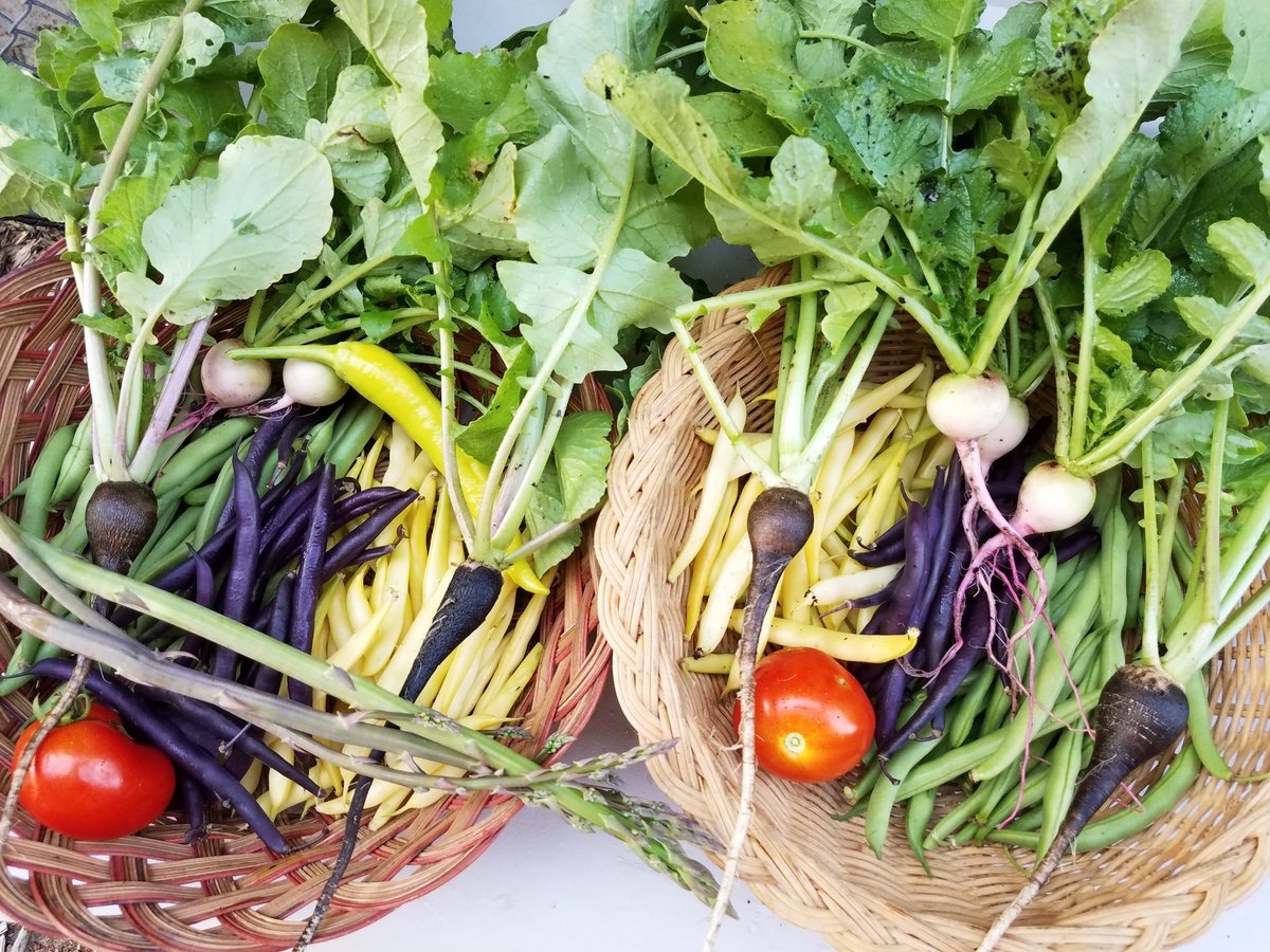 RustyTennant's tweet photo. Ms. Clark's class was one of this week's lucky winners of a garden basket. They couldn't wait to try the purple, green, and yellow beans! @BeARidgeback @CitrusSchools https://t.co/UP6OXHQbc5