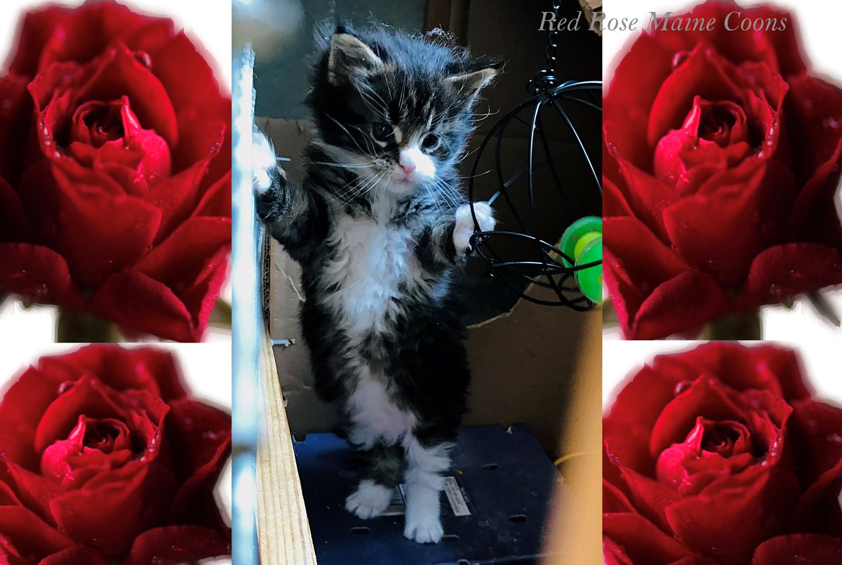 RedRoseCats's tweet photo. Red Rose Twilight trying to be a bit more #penguin on #PenguinDay! https://t.co/lEqmFRcdnY