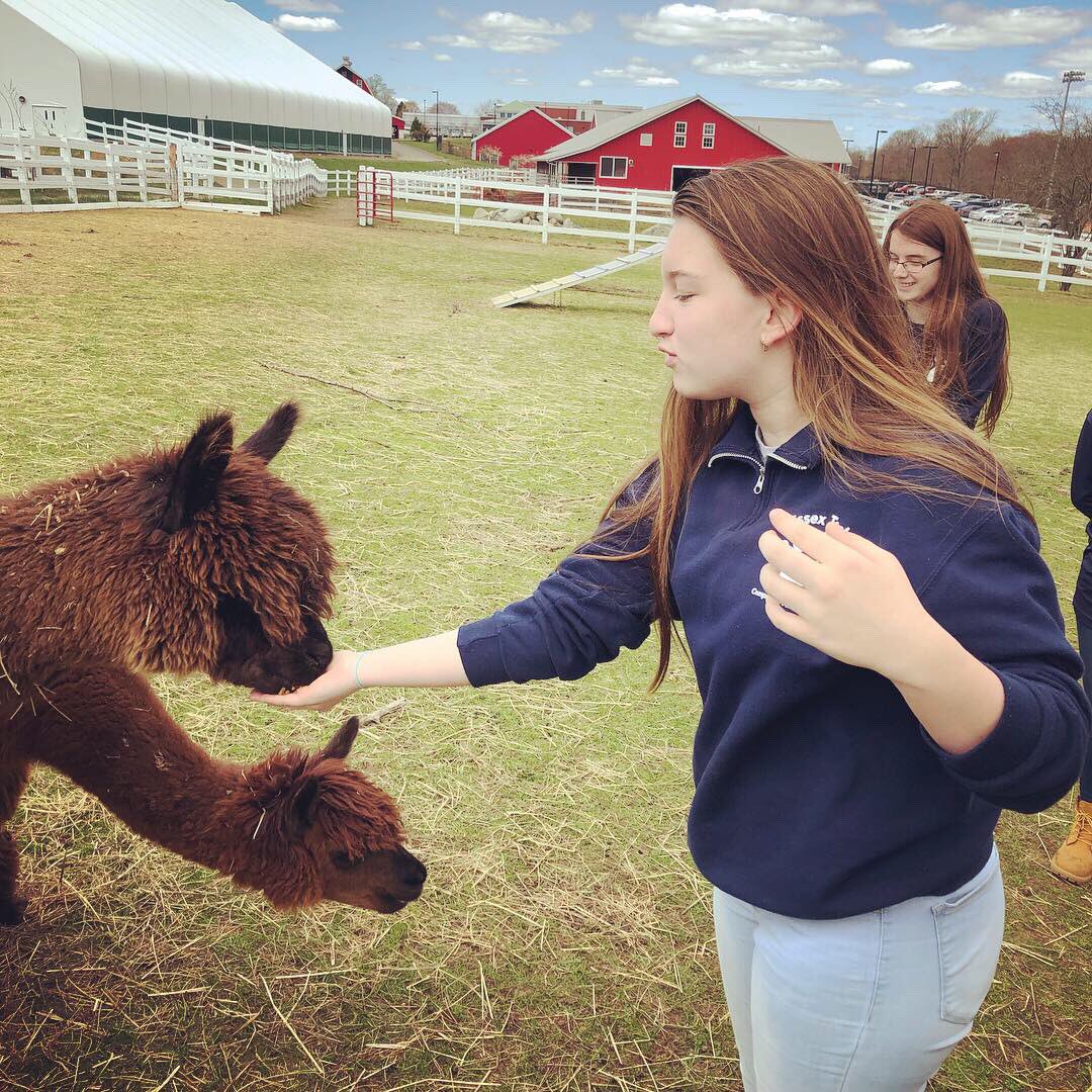 ENSCompanion's tweet photo. CA class of 2022 wrangling the alpacas: https://t.co/NlePauUPHz