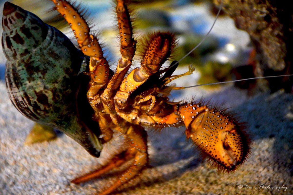 Photo_forte's tweet photo. Hey buddy, what’s up? 🦀🐚  #crab #sealife #underthesea #aquarium #oceanlife #socool https://t.co/7RKvo5R8Nv