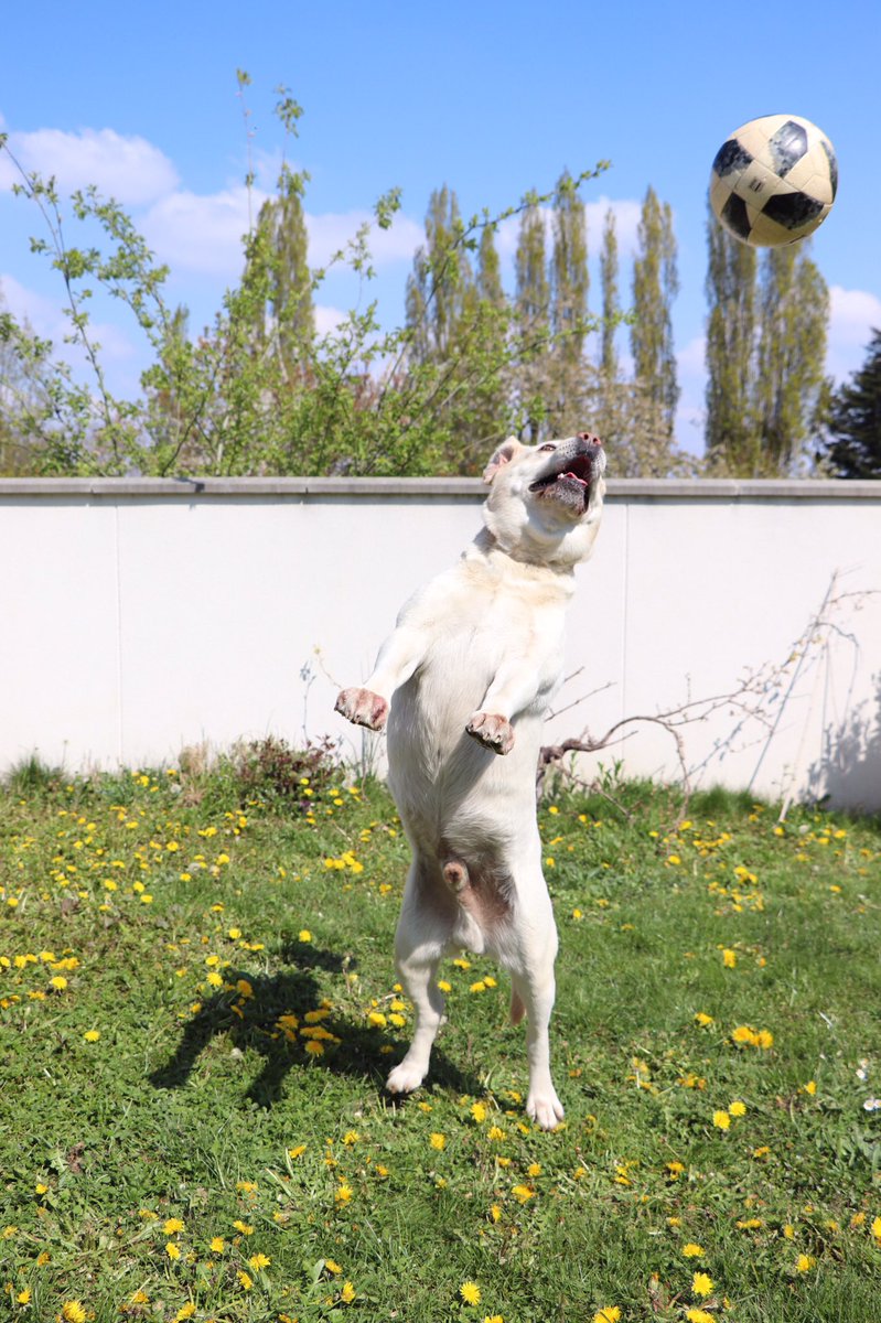 _pic_artist's tweet photo. A day with my dog 🐶 https://t.co/cMWVCJcdtr