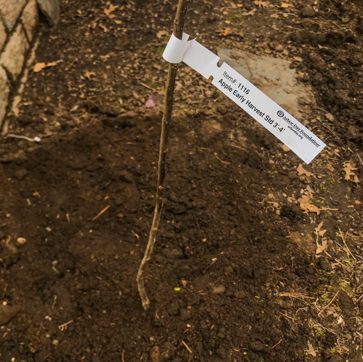 _Penelope's tweet image. The Best Time To Plant A Tree Is Now ♥︎ Join @arborday in planting, nurturing, and celebrating trees! #ArborDayTreeNursery #sponsored penelopesoasis.com/2019/arbor-day… Learn more here bit.ly/arborday_penel…