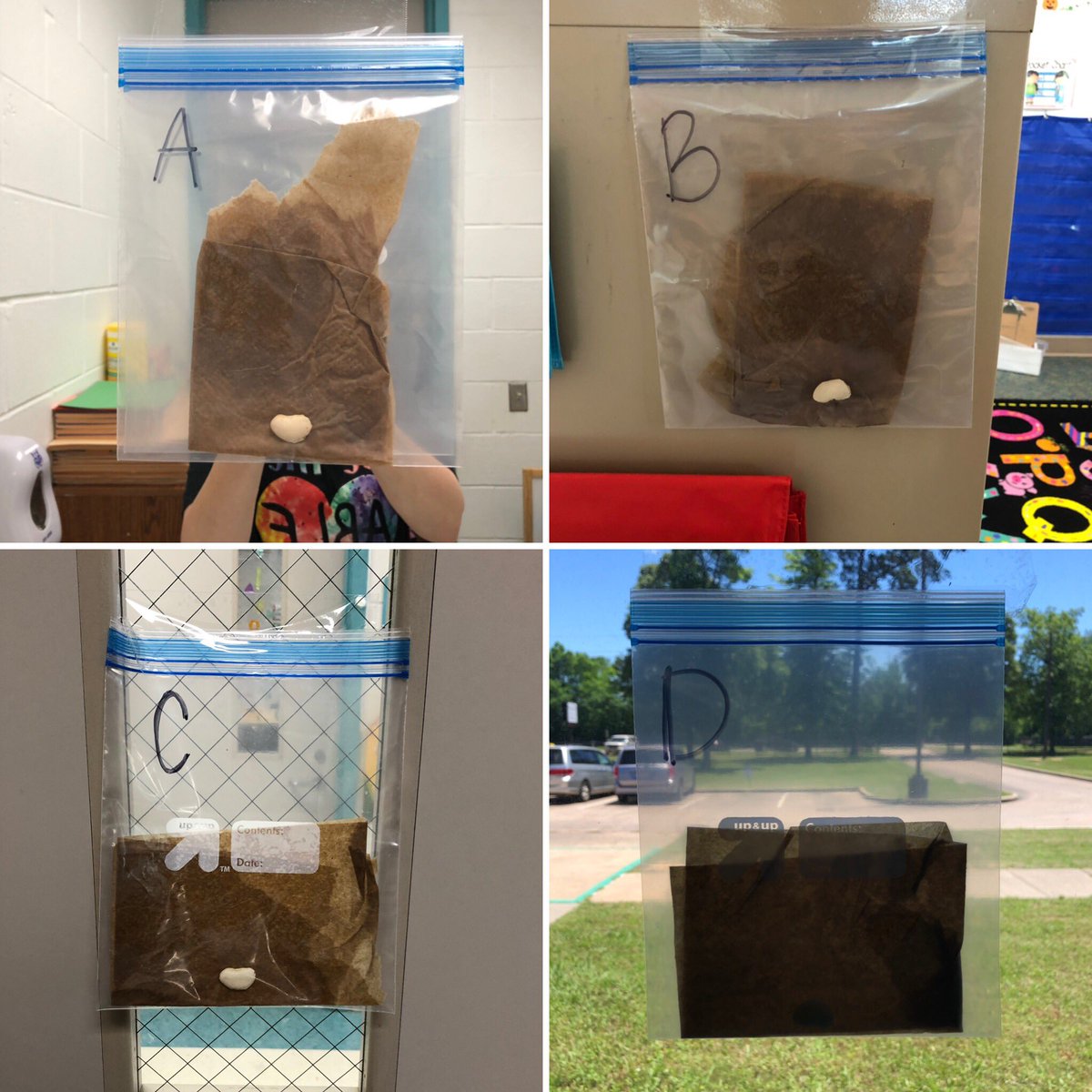 samantha_deming's tweet photo. Which seed will grow the most, fastest, or not at all? A - in the bathroom, B - side of the file cabinet, C - on the door or D - the one on the window??? #WritingAboutScience #DemingsDarlings #KinderIsHere @WISDTurner #TurnerTribe https://t.co/rRWQ31D8sR