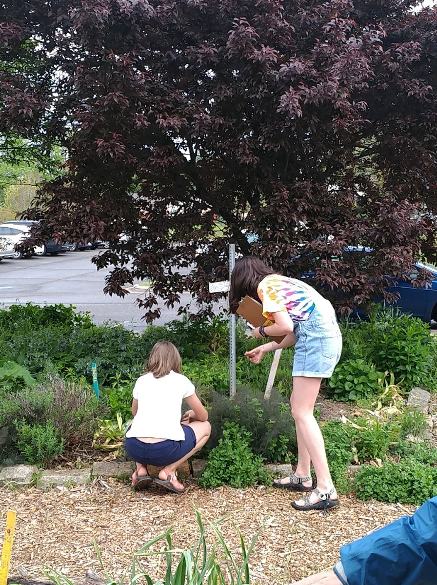 LNKteach's tweet photo. Another great FEAST lesson in the Vance Peace Garden! Repotting indigo tomato plants and searching for elements of our ecosystem as part of a scavenger hunt. #TheACSWay #VanceRocks https://t.co/n272yobdnK