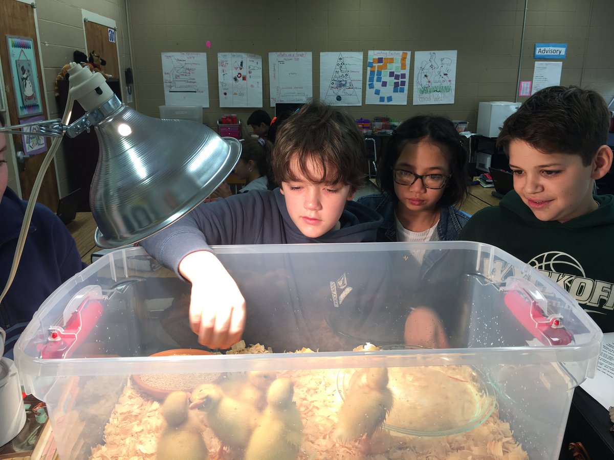 CMorfing's tweet photo. Our students are super excited about  the #WyckoffWaddles gang! @EmsKrsnak @WPSEisenhower @DougFinale https://t.co/qXahDs37Xr