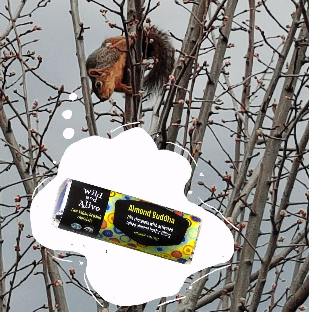❤Squirrel dreams❤. Soaked and dried almonds ground with coconut, cacao butter and Celtic sea salt and sweetened with coconut sugar. All that sumpuously encased in 70% dark chocolate 😋!  #cacao #soakedalmonds #soakednuts #coconutsugar #rawchocolate #veganchocolate #veganliving