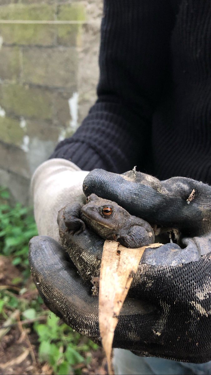 StephaJacobs's tweet image. Dat het wel goed zit met die #biodiversiteit in m’n tuintje. Blijkbaar hebben we een tuinpad. Iemand naamsuggesties? En heeft ie nog iets nodig behalve een vijver en slakken? #pad