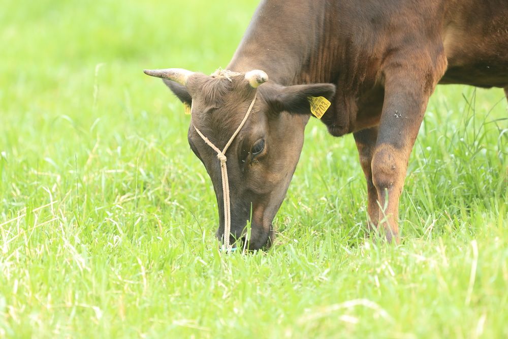 ¿Sabías que hasta finales del siglo XIX el ganado #Wagyu tenía un gran valor como animal de granja pero su carne no se consumía como alimento?? 🐮🔝 #CuriosidadesWagyu