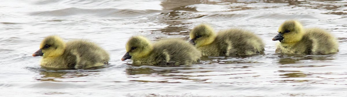 Greylag goslings in line astern at the Wildlife Watchpoint at @RSPBSaltholme yesterday. @clevelandbirds @lovembro @VisitTeesside @EnjoyTeesValley @RSPB_N_England @NE_Northumbria @NatureUK @NatureTTL @BritBirdLovers @DurhamBirdClub @TeesCoast