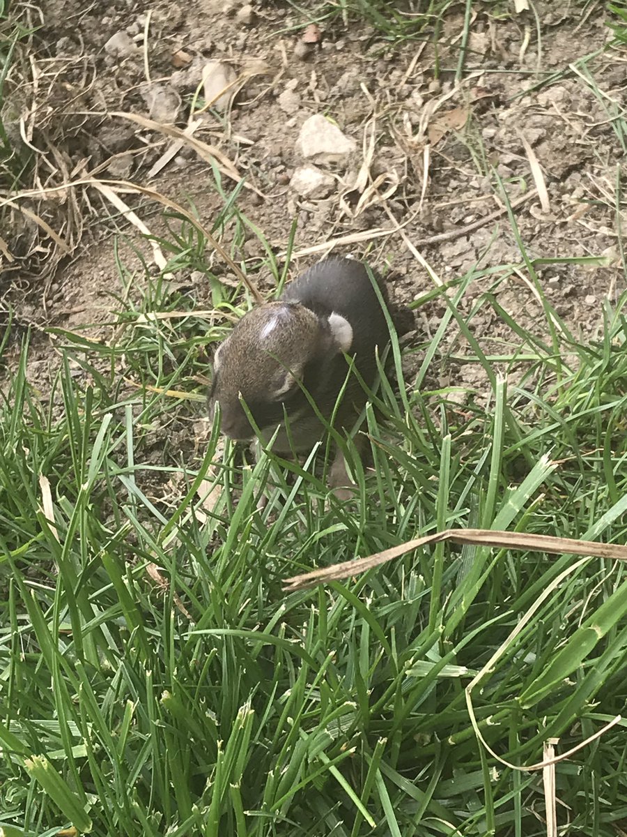 LKWDCoe's tweet photo. Operation Save the Baby Bunnies is happening at Lincoln. #savethebunnies https://t.co/VSUFBD7Aa3