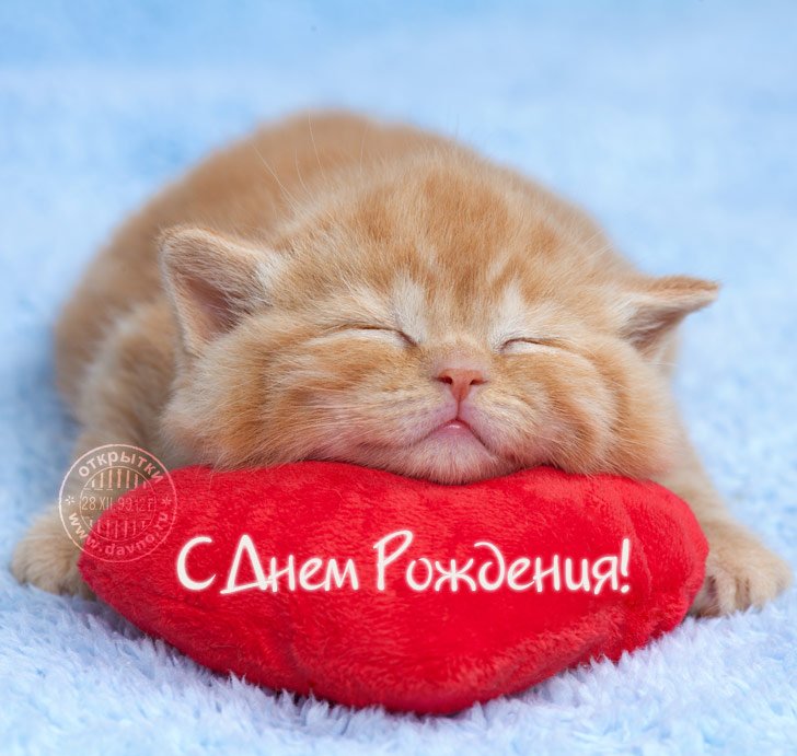 Картинка с днем рождения рыжий кот
