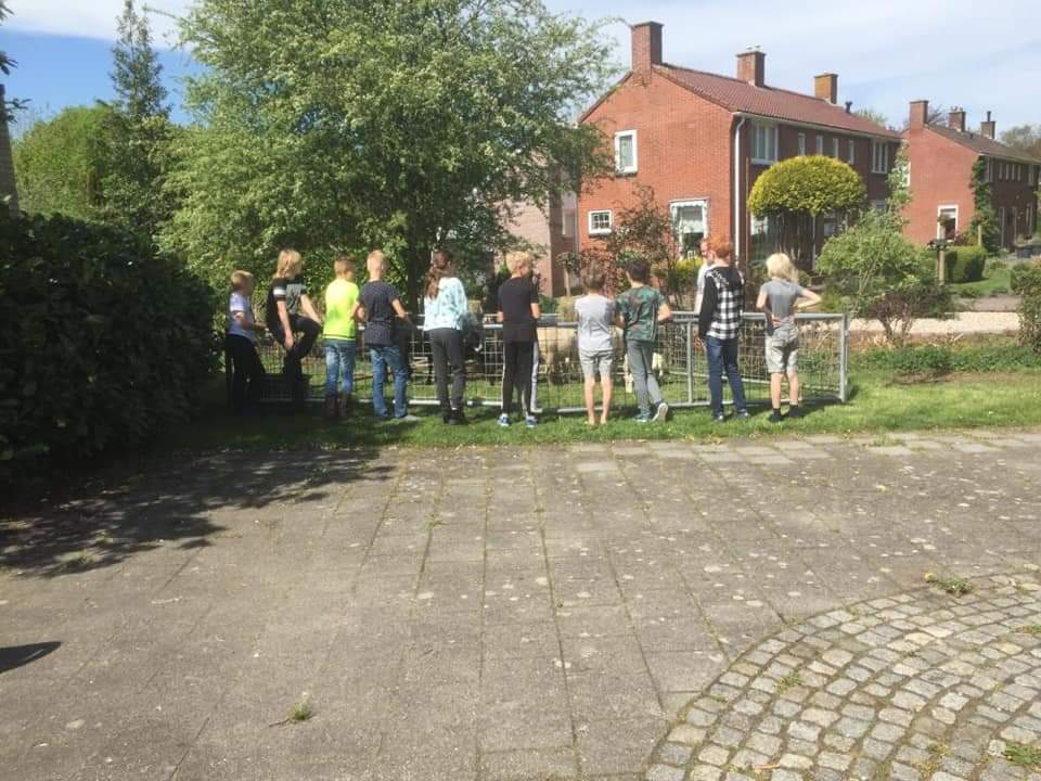 Weer een toffe #spreekbeurt op de #janligthart school.  #lammetjes #Westerbroek #scharrelkinderen